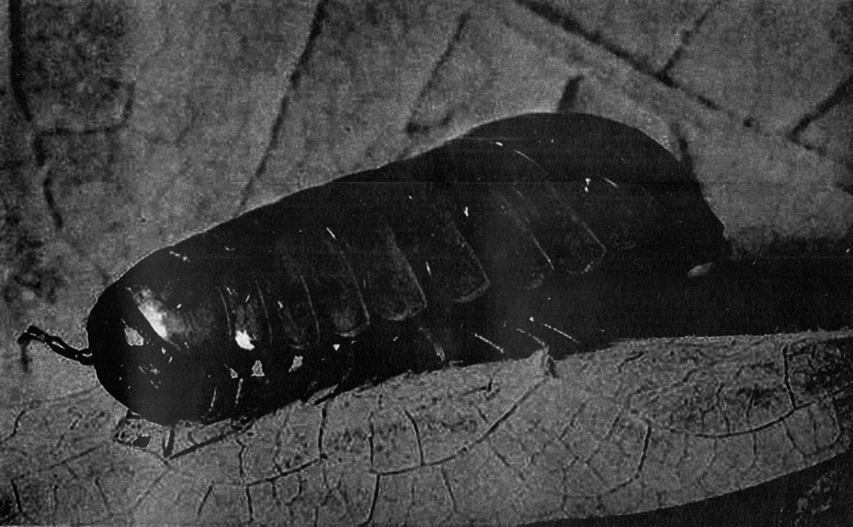 Close up black and white photo of a centipede