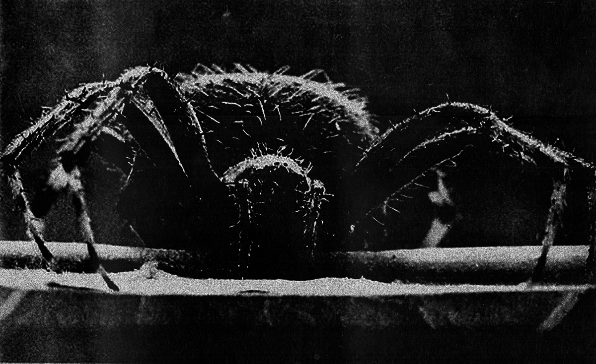 Close up black and white photo of a spider